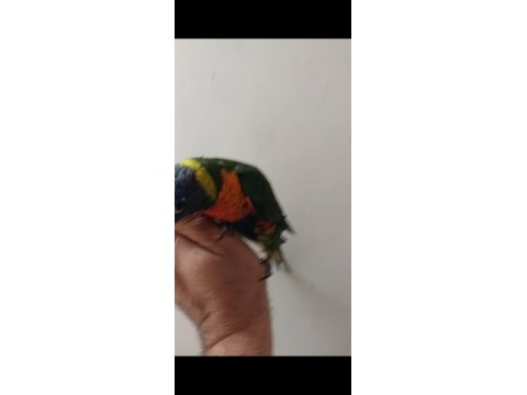 Lori Papağanı Bebek