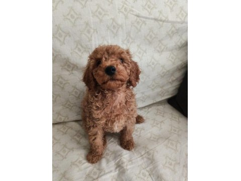 2 Aylık Red Poodle Bebeklerimiz Yeni Yuvalarını Arıyor
