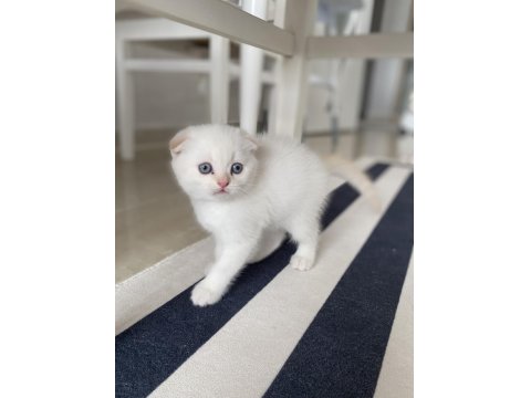 Scottish Fold Kediler