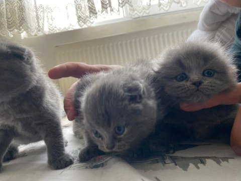 Brıtısh Shorthair Dişi Ve Erkek