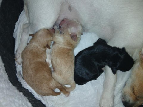 6 Günlük Chihuahua