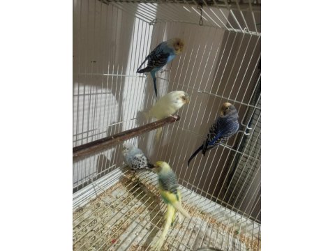 1 Çift 4 Yavru 1 Erkek Muhabbet Kuşlar