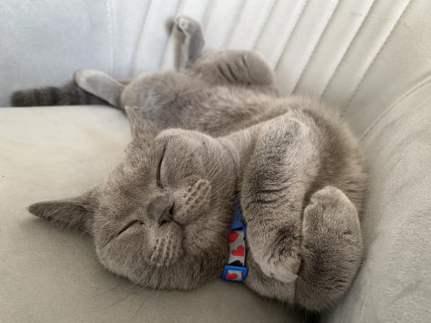 Sıcakkanlı Kedimizi Sahiplendiriyoruz