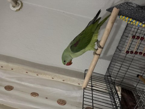 4.5 Aylık Erkek Jumbo Alexander Papağanı