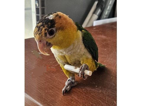 7 Aylık Bebek Caique