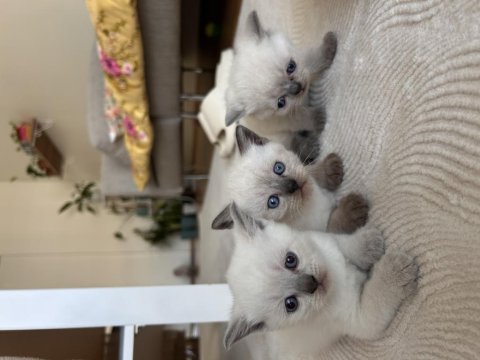 Blue Point Son Kalan British Yavrumuz Yuvasına Gitmeyi Bekliyor