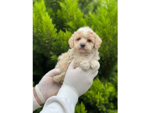 Evinizin Neşesi Maltipoo Bebekler