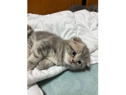 British Ve Scottish Shorthair Kediler