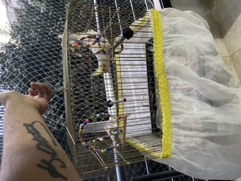 6 Aylık Sultan Papağanı