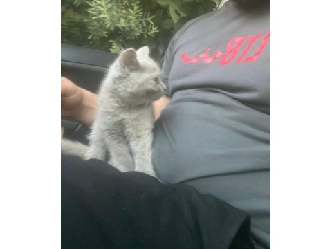 Mama Karşılığı Lilac Erkek British