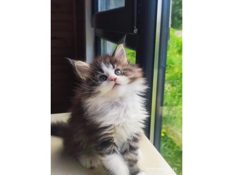 Tüm Aşı Ve Belgeleri İle Eksiksiz Dernek Kayıtlı Şecereli Maine Coon