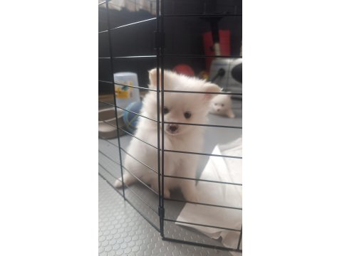 Dişi Pomeranian Spitz Yavrumuz Sahiplendirilecektir