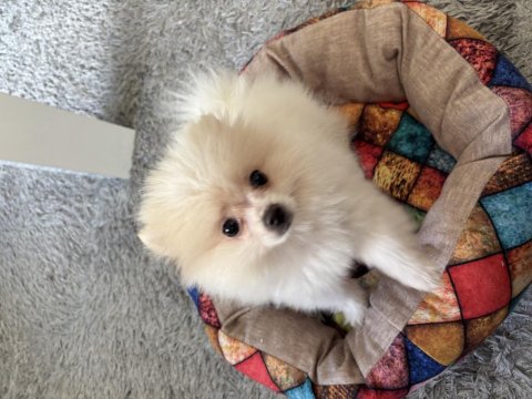 2 Aylık Dişi Pomeranian