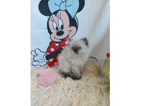 Yavru İran Kedileri