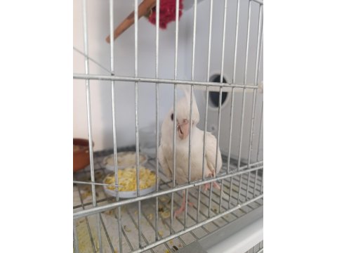 Evcil Yavru Sultan Papağanı