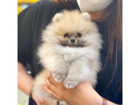 Teddy Bear Pomeranian Yavruları