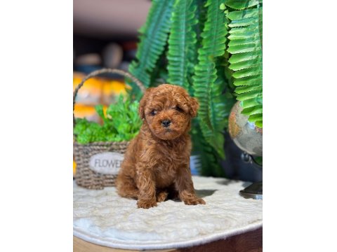 Teslime Hazır 2 Aylik Kore Poodle Bebekler