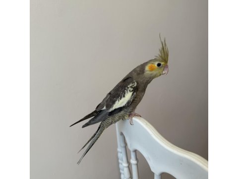 Sultan Papağanlar Sahiplendirilecekler