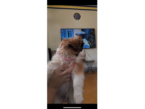 2 Aylık Pekinez Yavrusu