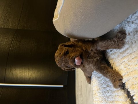 Toy Poodle Köpeği