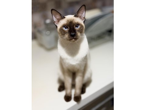 Siyam Kedilerimizi Sahiplendirmek İstiyoruz