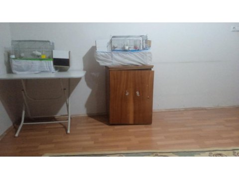 Slm Bir Çift Yerli Takım Muhabbet Kuşum Satılıktır