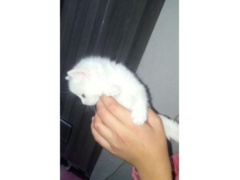 Renk Renk British Shorthair Bebekler