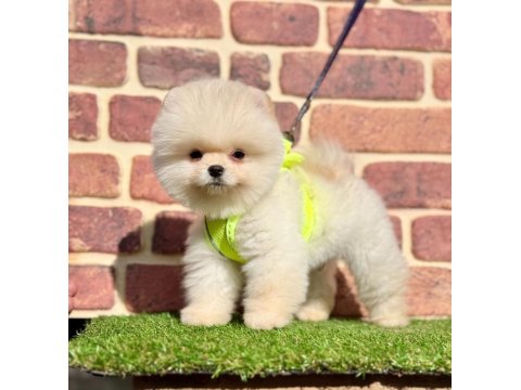 Ab Pasaportlu Safkan Pomeranian Boo Yavrularımız