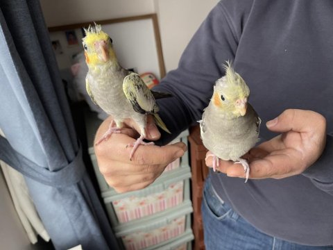 El Besleme Sultan Papağanı Yavruları