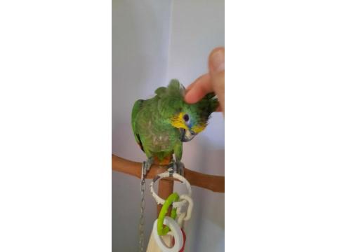 Amazon Papağanımız 7 Aylık
