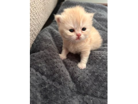 İran Kedisi Yavrular