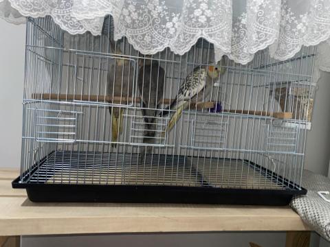 2 Aylık Sultan Papağanı