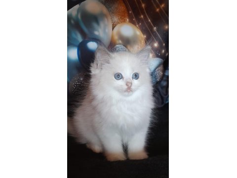 Derin Gözlü Ragdoll Kedimiz