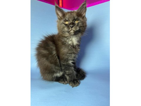 Safkan Maine Coon Smoke Yavrular