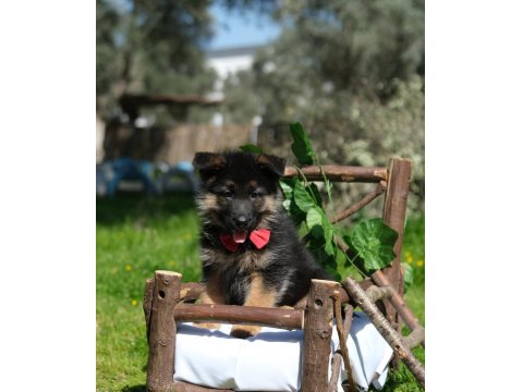 Müthiş K9 Alman Kurdu