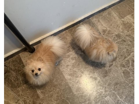 Pomeranian 9 Aylık