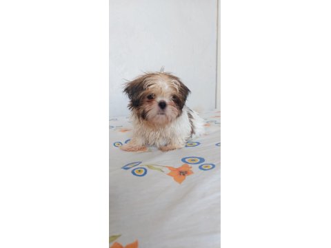 Ev Ortamında Büyüyen Shih Tzu Köpekler