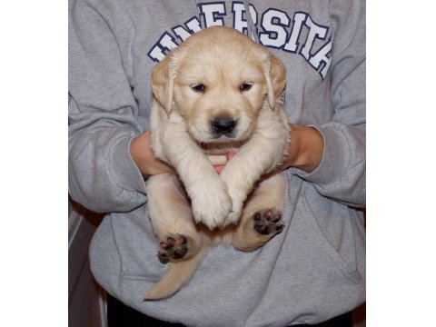 Golden Retriever Yavruları Yeni Aileleri İle Tanışmaya Hazır