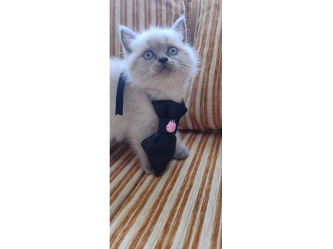 Dişi Blue Point Bebek British Shorthair
