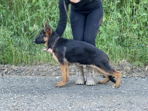 Şecereli Üst Düzey Kalitede Erkek Ve Dişi Alman Kurdu Yavruları