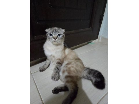 Ücretsiz Sahiplendirme Scottish Fold Kedim