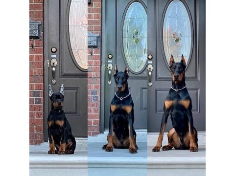 Sağlık Ve Irk Garantili Doberman Köpekleri