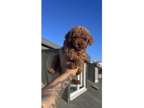 Red Brown Toy Poodle Yavrular