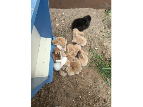 Doğal Ortamda Yetişen Hollanda Lop Tavşanları