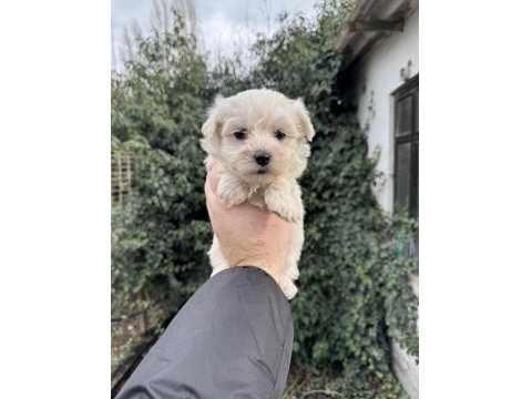 Teacup Maltese Terrier Yavrularımız