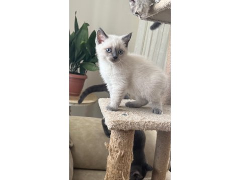 2 Aylık Yavru Kediler