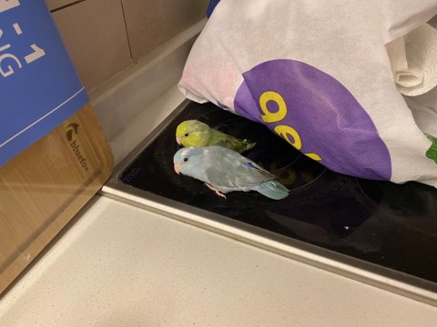 Çift Forpus Papağanı Ve Malzemeler