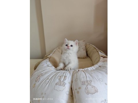 Anne Baba Full Şecereli Show Kedisi British Shorthair