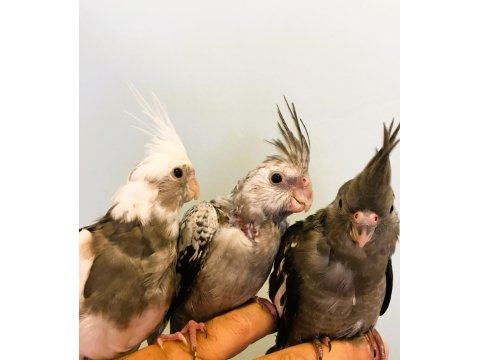 Yavru Sultan Papağanları Full Evcil Yeme Düşmüş Wf White