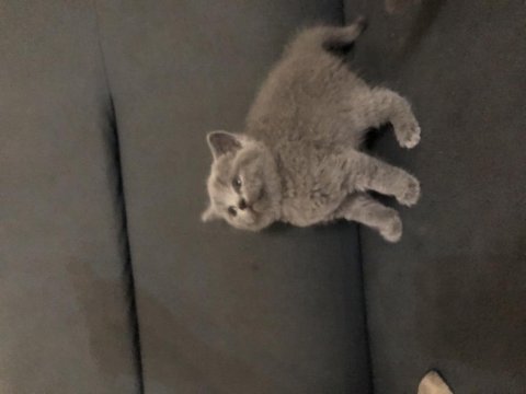 Ayı Surat Scottish Fold Kızlarım